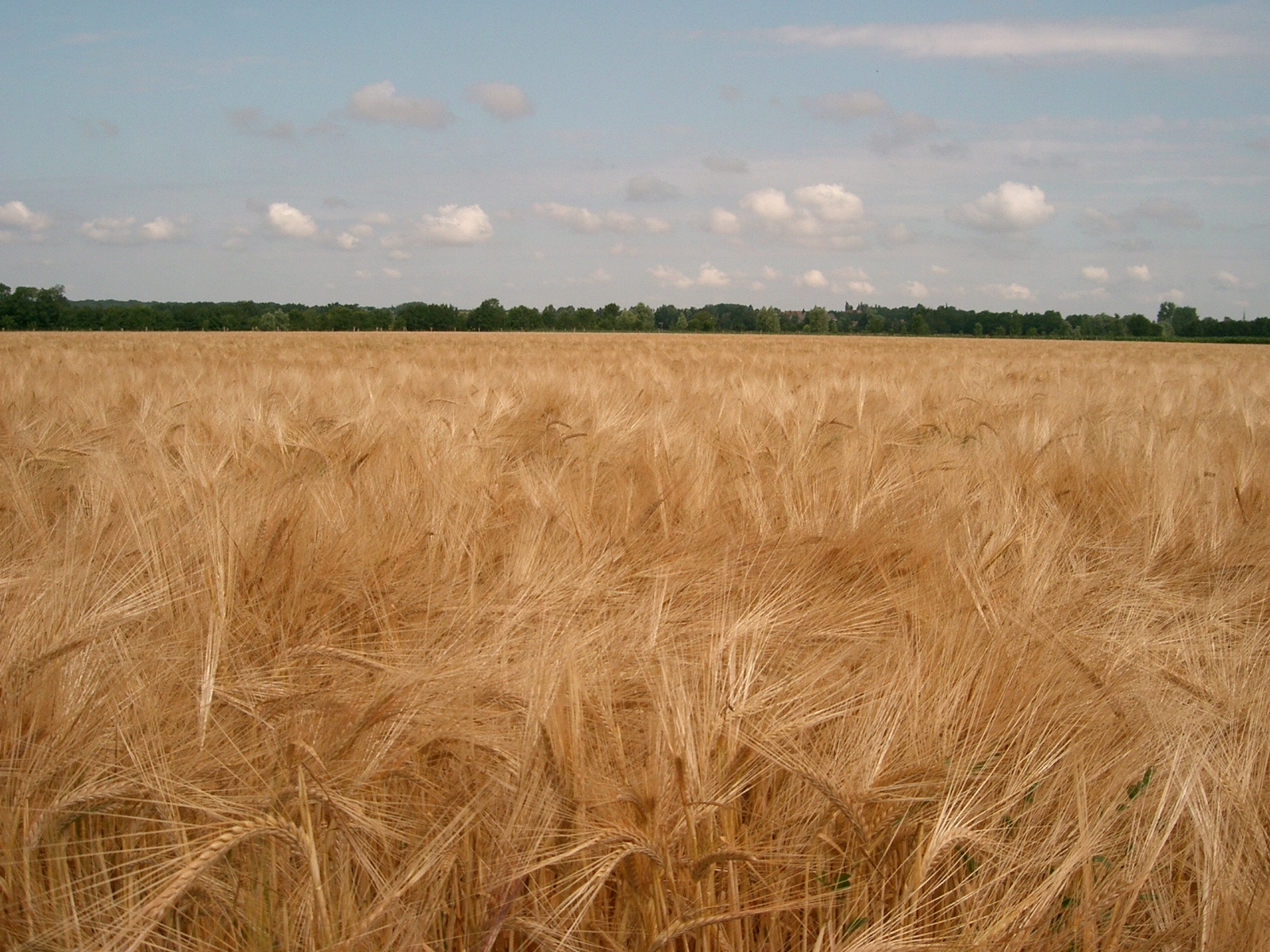 céréales